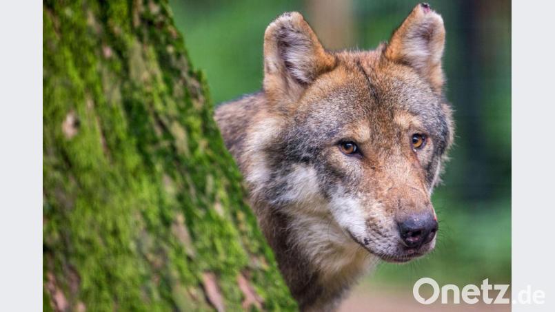 Ein Wolf schaut hinter einem Baum im oberbayerischen Wildpark Poing hervor. Bild: Lino Mirgeler/dpa