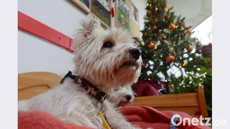 Ein Hund zu Weihnachten ist der Wunsch vieler Kinder. Die Anschaffung eines Haustieres muss aber wohlüberlegt sein. Symbolbild: Rainer Jensen/dpa