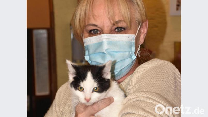Tierheimleiterin Jutta Böhm mit Katerchen &quot;Cedrik&quot; . Er ist 14 Wochen alt und wurde zusammen mit zwei Geschwisterchen im Tierheim abgegeben. Bild: hcz