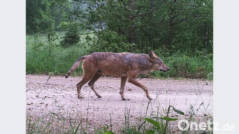 Dieses Foto vom Juni 2020 zeigt den Wolf am Truppenübungsplatz Hohenfels. Bild: BlmA - Bundesforst