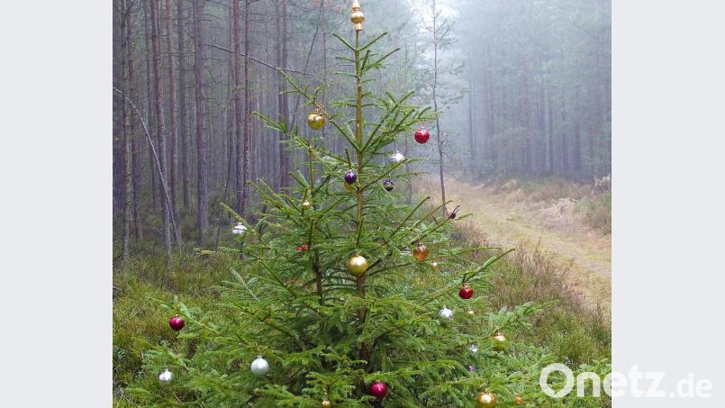 Zur Weihnachtszeit ist es wieder soweit. Plötzlich sind in den Wäldern geschmückte Christbäume zu finden. Bild: lgc