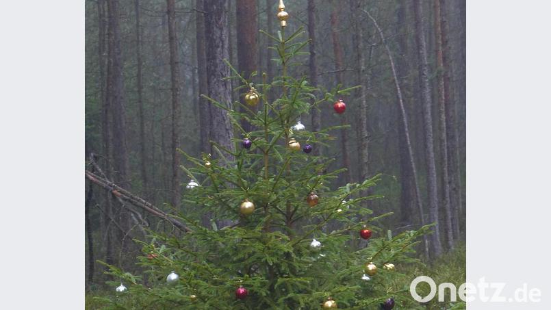 Zur Weihnachtszeit ist es wieder soweit. Plötzlich sind in den Wäldern geschmückte Christbäume zu finden. Bild: lgc