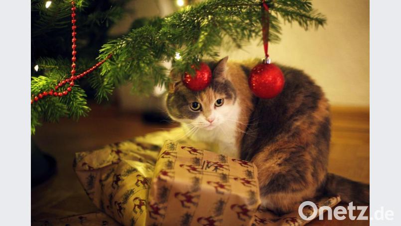 Eine Katze beobachtet fasziniert den glitzernden Weihnachtsschmuck am Tannenbaum. Katzenbesitzer sollten allerdings auf Lametta verzichten. Es kann gefährlich für Darm oder Speiseröhre werden. Foto: Ina Fassbender/dpa-tmn Bild: Ina Fassbender