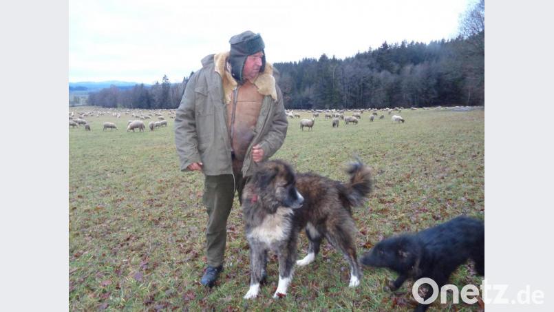 Paul Panko mit seinen Helfern, von rechts ein Arbeits- und Aufpasshund und ein Herdenschutzhund für die Nacht Bild: amö