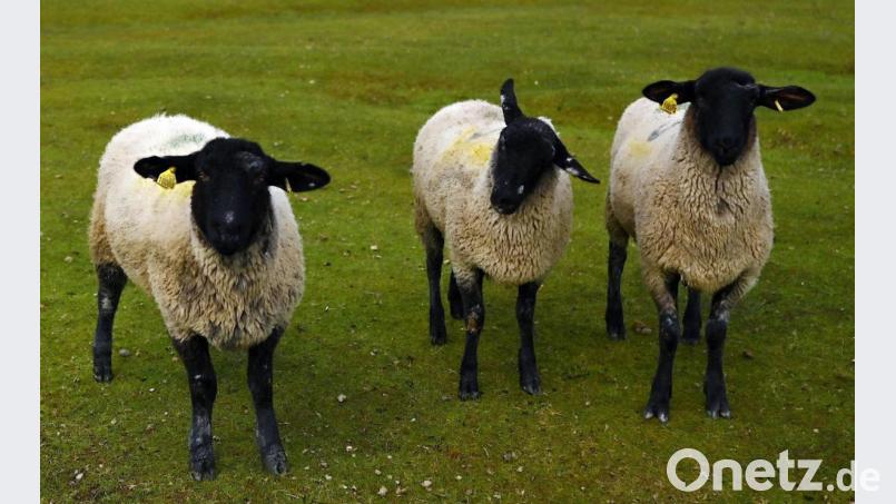 Bei der Kontrolle eines Autos im Landkreis Unterallgäu entdeckten Polizisten im Kofferraum des Wagens aus Mittelfranken drei lebende Schafe. Symbolbild: Charly Triballeau