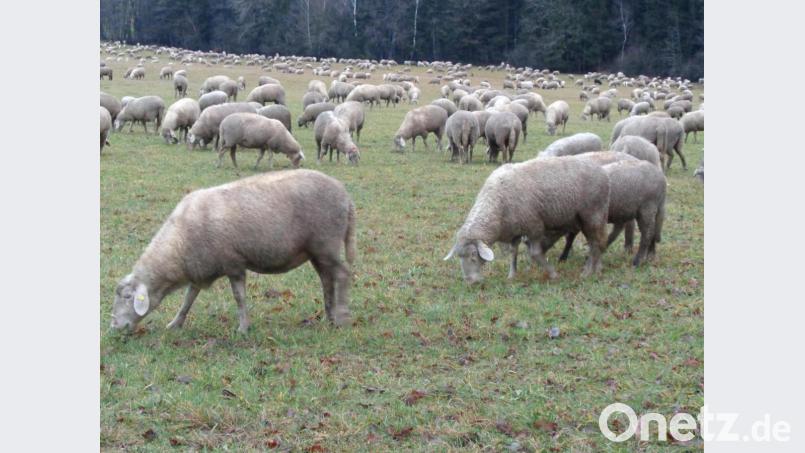 1000 Schafe grasen zwischen Krapfelhof und Haag Bild: amö