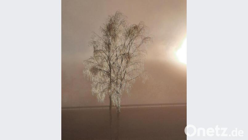 Bei einem Spaziergang gelang Gabi Mayerhöfer aus Bärnau dieses Foto. Sie betitelte es mit "Glasbaum". Bild: Gabi Mayerhöfer/exb