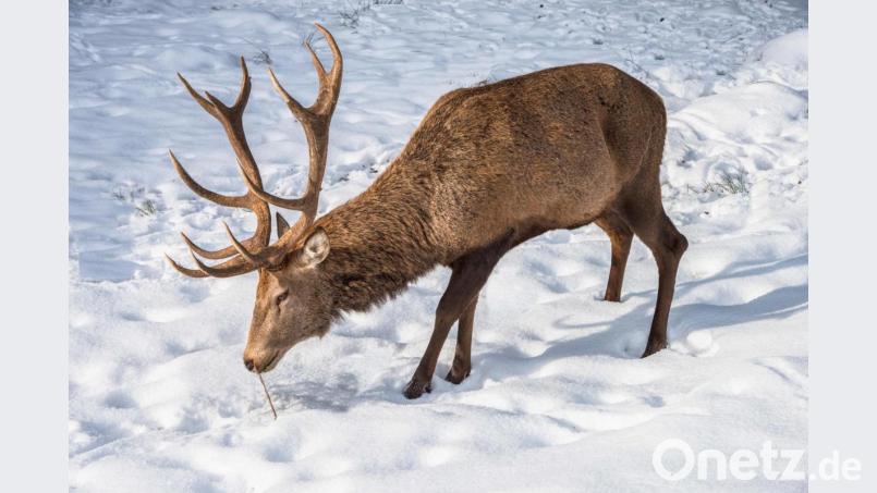Der Naturpark Steinwald bittet in diesem Winter besonders um Rücksicht auf die Wildtiere. Neben der im Winter üblichen Nahrungsknappheit können Hirsch (Bild) und Reh auch unter dem Fehlverhalten durch Menschen bei ihren Freizeitaktivitäten leiden. Bild: bsc