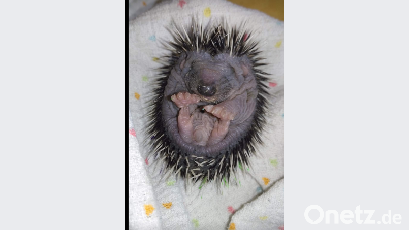 So ein putziges Kerlchen: Dieser verwaiste Igel, den Bianca Dirigl aufgenommen hat, ist gerade mal eine Woche alt. Bild: Bianca Dirigl
