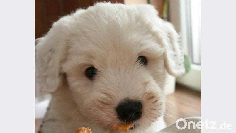 Die Polizei hat im Berchtesgadener Land insgesamt 17 Hundewelpen an nur einem Tag gefunden. Die Tiere waren teils viel zu jung für den Transport. Symbolbild: Nestor Bachmann/dpa