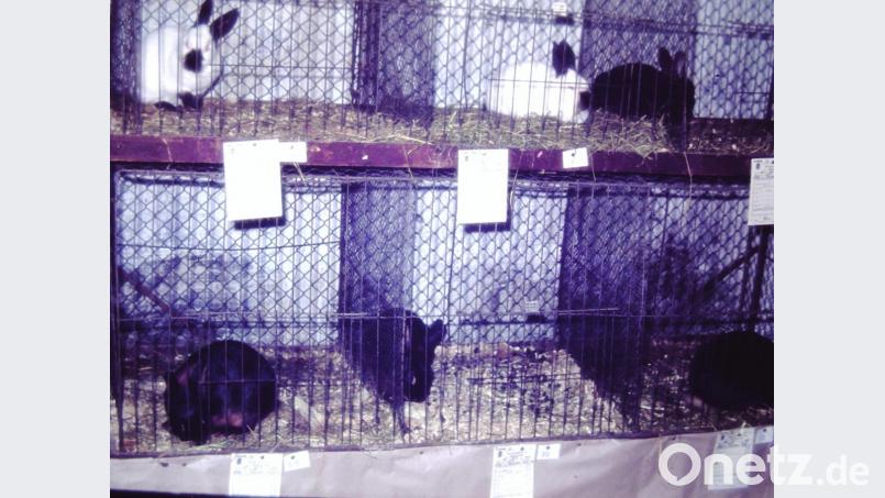 Schau 1973 Archivbild: sh