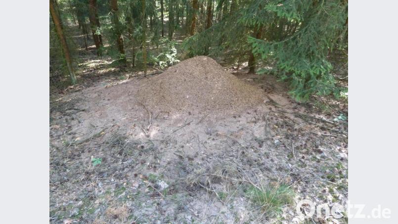 An verschiedenen Baustellen holten die Vereinsmitglieder die Ameisenvölker ab und siedelten sie in Wälder um. Bild: Hubert Fleischmann/exb