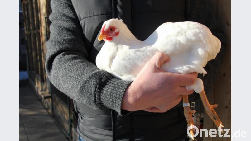 Die Vogelgrippe oder Geflügelpest tritt vermehrt in Bayern auf. Auch im Landkreis Schwandorf sollten Geflügelhalter Vorkehrungen treffen. Symbolbild: ads