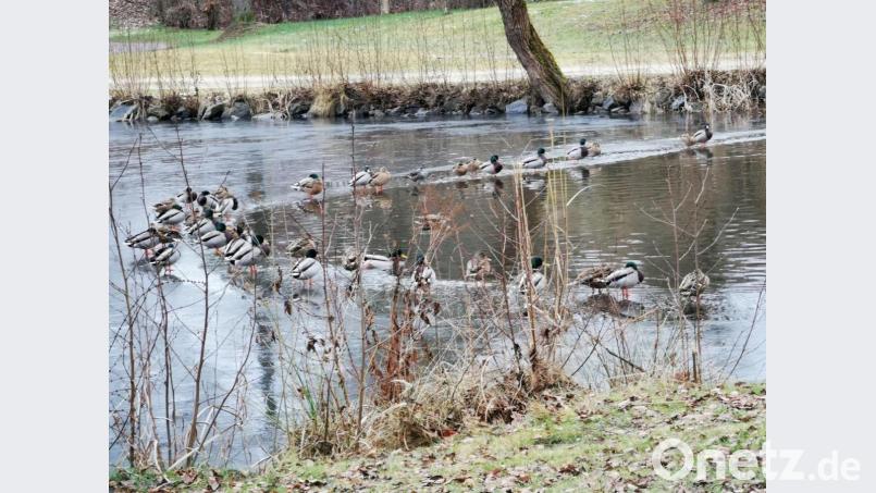 Die Stockenten reihen sich auf dem dünnen Eis nebeneinander und warten auf Futter. Bild: gz