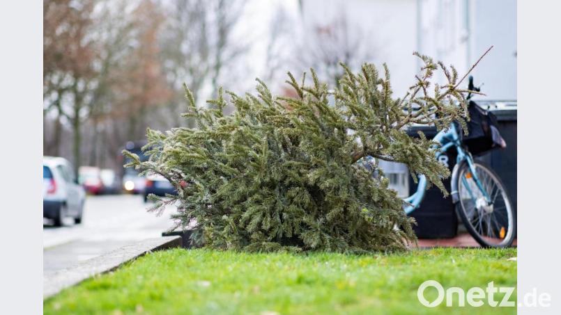 Wohin mit dem alten Christbaum? Im Landkreis Amberg-Sulzbach wurden die meisten Abholaktionen abgesagt. Die Stadt Amberg stellt eine Entsorgungsmöglichkeit zur Verfügung. Bild: agentur_dpa