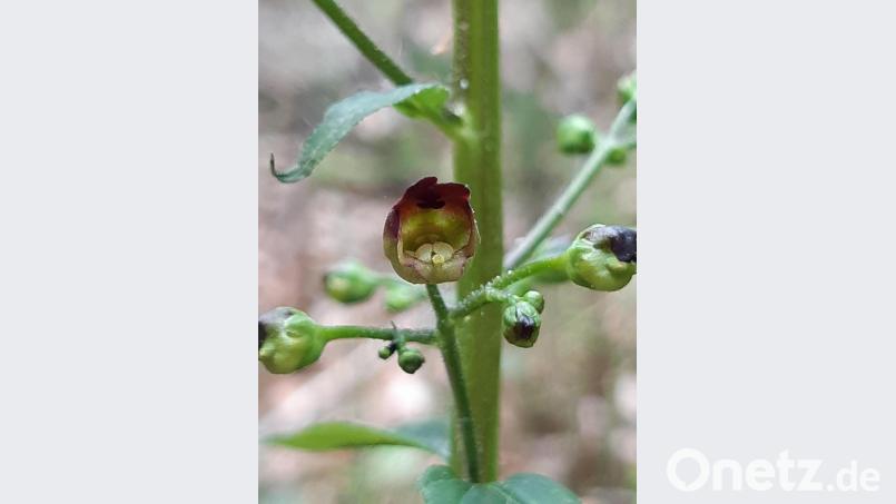 Kaum einen Zentimeter groß ist die Blüte der Knotigen Braunwurz. Bild: Wolfgang Winter/exb