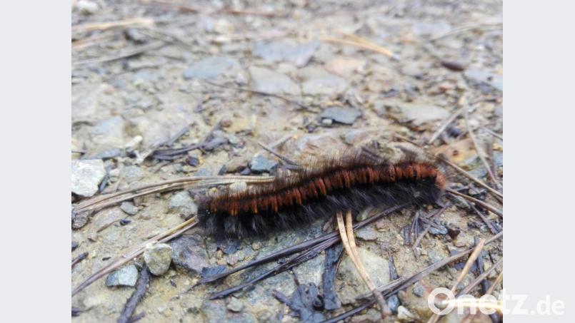 Die Raupe eines Brombeerspinners. Aus ihr entwickelt sich ein grau-brauner Nachtschwärmer. Bild: shl