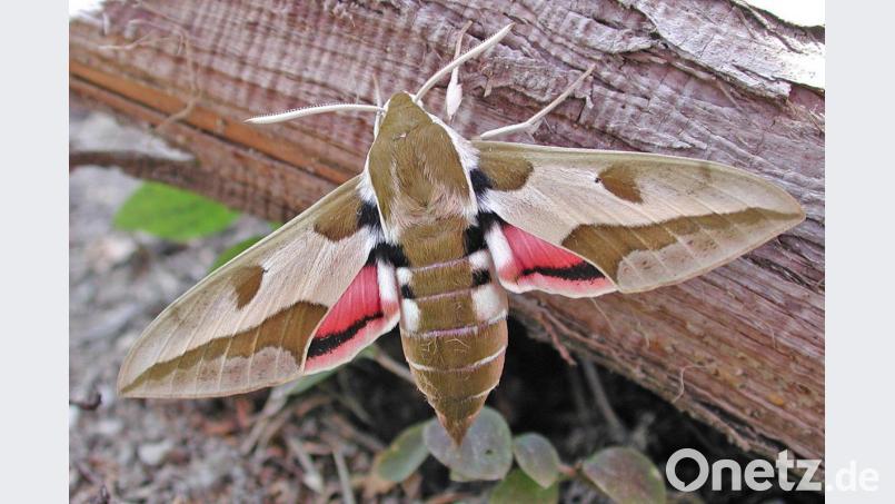 Ein Wolfsmilchschwärmer in voller Pracht. Er war 2014 einmal &quot;Schmetterling des Jahres&quot;. Heute kämpft der Nachtschwärmer. Bild: BUND/W. Schön