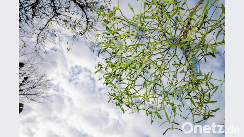 Ein dekorativer Schmarotzer: Mistelzweige dürfen allerdings nur in kleinen Mengen gesammelt werden. Bild: Michael Bengerter/exb