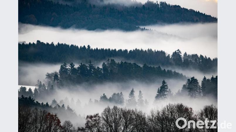 Im Kreis Tirschenreuth hat jemand Fleischabfälle in der Natur entsorgt. Symbolbild: Armin Weigel/dpa
