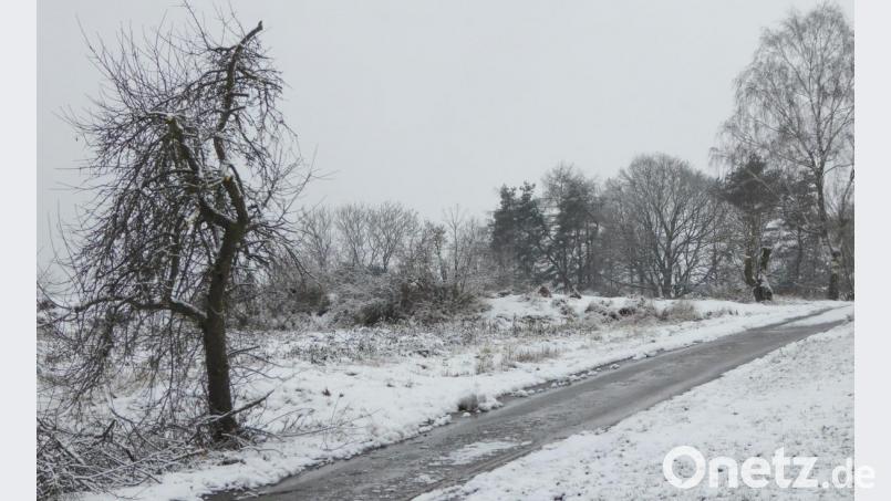 Feldgehölze entlang des Naturerlebnisweges wurden zur Wegseite hin nicht fachgemäß zugeschnitten. Bild: fsb