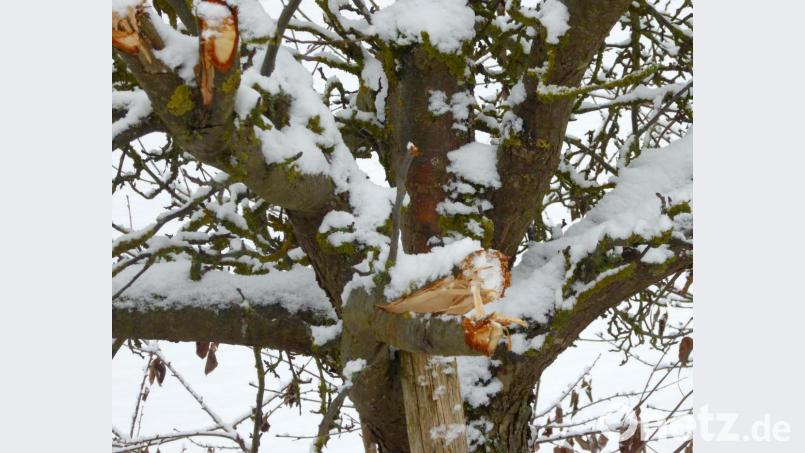 Maschinell und nicht fachgerecht erfolgten die Zuschnitte an etlichen Bäumen. Bild: fsb