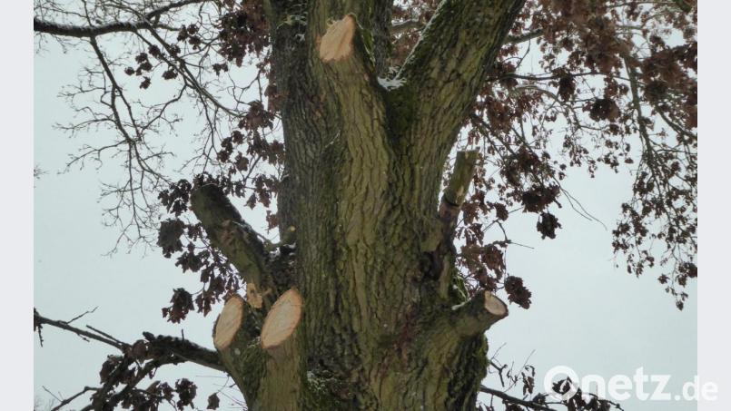Auch dieser Baum wurde zur Straße hin abrasiert. Bild: fsb