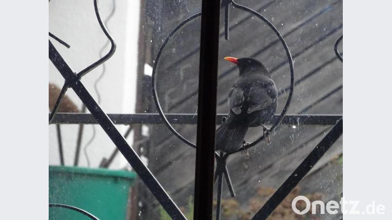 Da ist sie wieder: Bei ihrer Futtersuche nimmt die Amsel auf dem Gitter vor einem Kellerfenster Platz, haut mit dem Schnabel gegen die Scheibe und bekommt gleich darauf ihre Tagesration an Körnern. Bild: Houschka