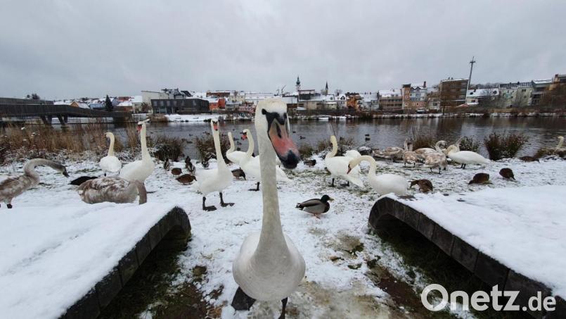 Gut 25 Schwäne &quot;wohnen&quot; derzeit im Fischhofpark. Dazu kommen rund 80 Enten. Bild:  Thomas Sporrer