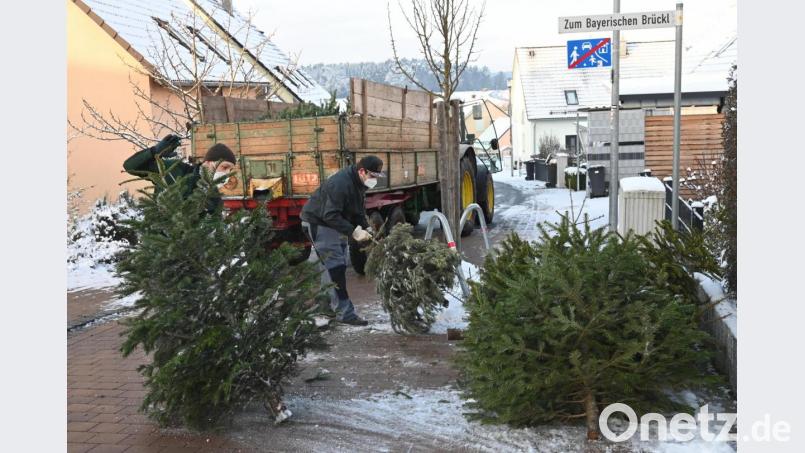 Gut beschäftigt ist die Junge Union Poppenricht-Traßlberg, als sie am Samstagvormittag die am Straßenrand abgelegten Christbäume einsammelt und zum Wertstoffhof in Traßlberg bringt. Bild: gf