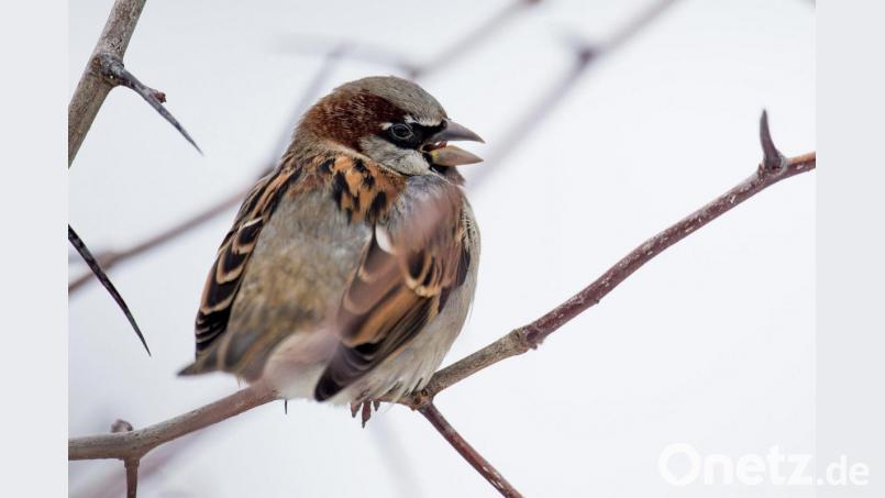 Ein Haussperling sitzt auf einem Ast. In der Stadt Amberg ist er der häufigste auftauchende Vogel. Im Landkreis Amberg-Sulzbach konnte er am zweithäufigsten beobachtet werden. Symbolbild: Lukas Schulze/dpa