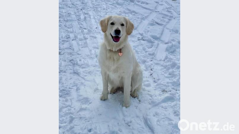 Die Golden-Retriever-Hündin Lia ist nach vier Tagen wieder daheim. Bild: Thomas Kappl/exb