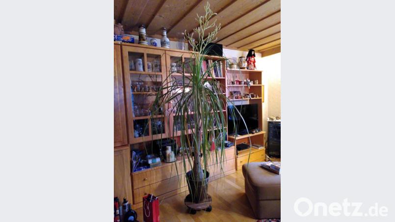 Der Elefantenfuß von Marlis Bauer aus Vohenstrauß blüht heuer zum ersten Mal. Bild: Marlis Bauer/exb