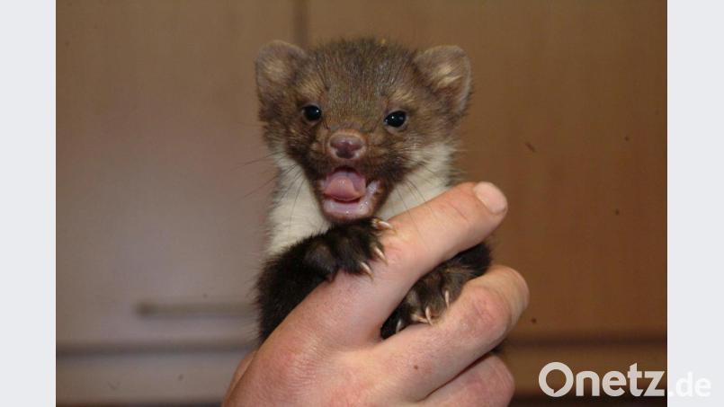 Diesmal unschuldig: Der Marder hatte die Schäden nicht verursacht, die in den Meldungen an die Versicherung angegeben waren. Archivbild: Petra Hartl