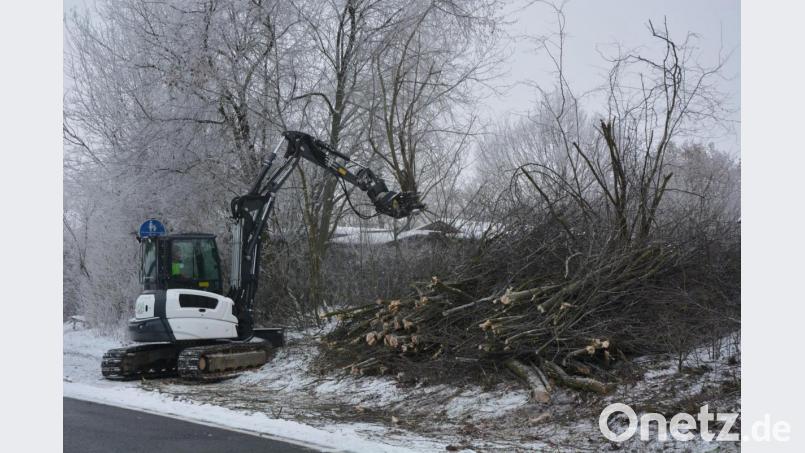 Mit schwerem Gerät rückte Baumpfleger Manfred Härtl den Bäumen und Sträuchern bei der Kleingartenanlage entlang der Konnersreuther Straße zu Leibe. Bild: jr