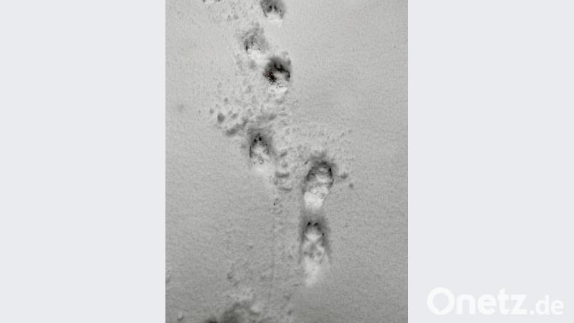 Kein Wolf, nur ein mittelgroßer Hund: Der Weidener Förster Wolfgang Winter hat bei einer Online-Veranstaltung der LBV-Kreisgruppe Tierspuren entschlüsselt. Bild: Eichl