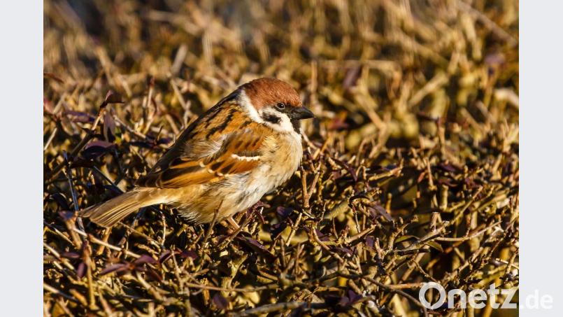 Der Feldsperling war in diesem Jahr der meistgezählte Wintervogel im Landkreis. Im Unterschied zum Haussperling oder Spatz hat er eine braune Kappe und einen dunklen Wangenfleck. Bild: Hösamer