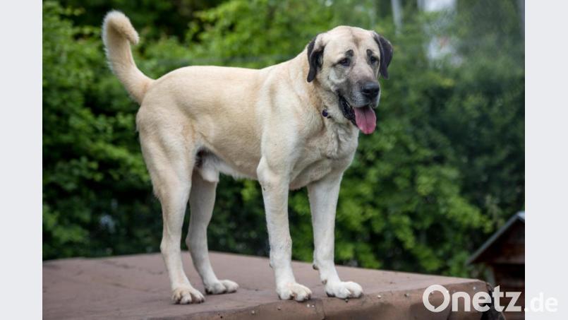 Ein Kangal wie auf dem Bild hat offenbar die Rehe bei Waldershof gerissen. Symbolbild: Christoph Schmidt/dpa