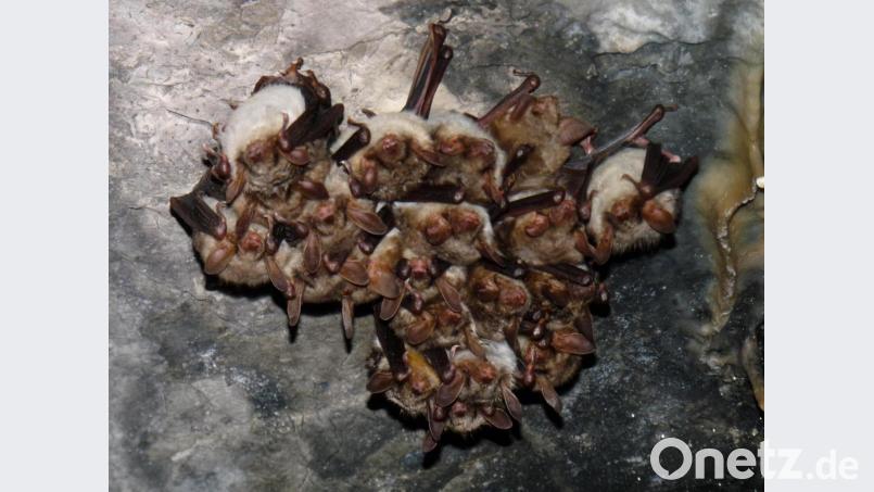 Manche der Fledermausarten hängen an der Decke, gut sichtbar in Trauben von 100 bis 200 Tieren, sogenannten Clustern. Bild: Rudolf Leitl/exb