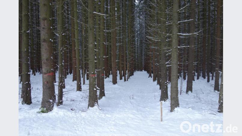 Auf Bitten der Staatsforstverwaltung als neuen Eigentümer nimmt die Marktgemeinde den Finsterholzweg aus dem kommunalen Straßenverzeichnis. Der Waldweg wird eingezogen. Bild: fjo