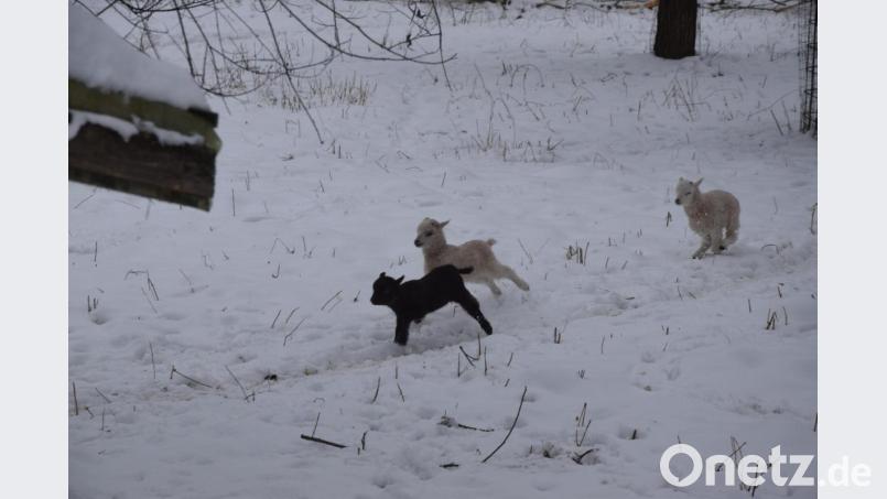 Freude pur. Die jungen Lämmer fühlen sich wohl im Tierpark Gleitsbachtal. Bild: fz