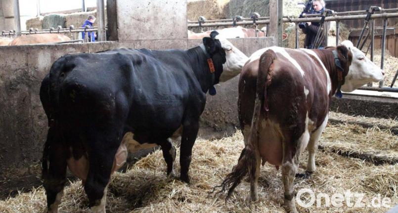 Beim Thema &quot;Tierwohl&quot; sind die Landwirte gefordert. Die Umstellung vom Anbinde- zum Laufstall verlangt von den Milchbauern hohe Investitionen. Bild: Hirsch