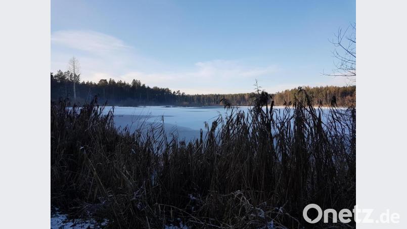 Uferbewuchs und eine gefrorene Eisfläche am Häuslweiher. Bild: hzi