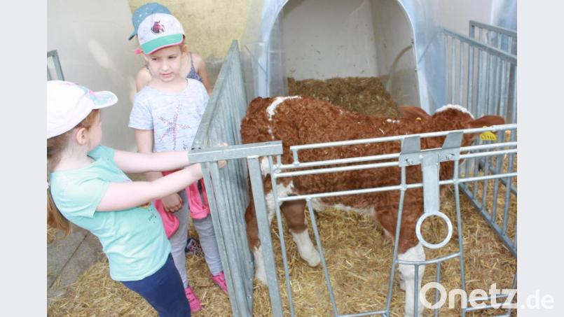 Ausflug der Vorschulkinderguppe der Kindertagesstätte Beidl zum Försterhof. Bild: lk