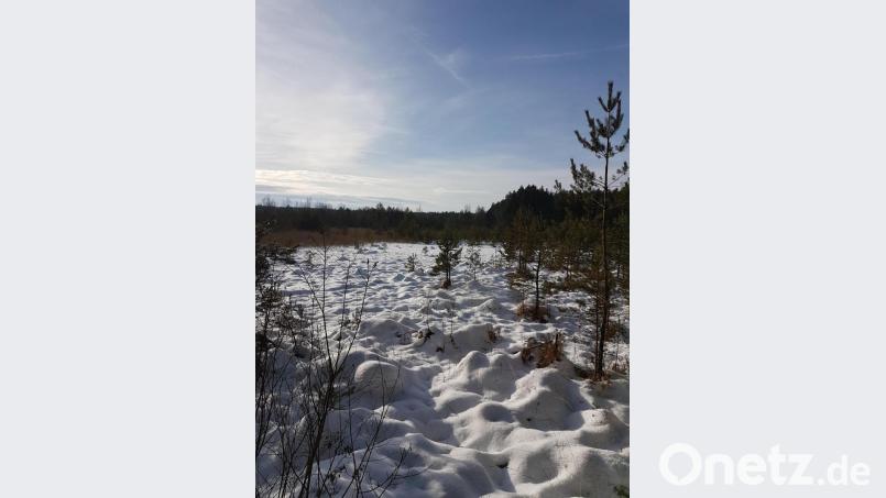 Die Verlandung des Paulusweihers ist ziemlich weit fortgeschritten. Bäume haben bereits Fuß gefasst, der Schnee kann liegenbleiben. Bild: hzi