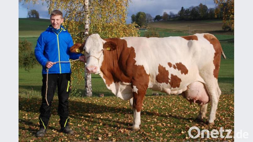 Die Kuh „Gusti“ (geboren: 4. November 2006) von Lukas Scharnagl junior aus Dippersreuth (Gemeinde Mähring) ist Landkreisbeste mit der höchsten Lebensleistung im Jahr 2020. Archivbild: Rudolf Traxinger/exb