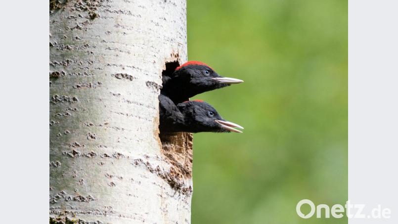 Junge Schwarzspechte: Naturfotos wie dieses zeigt die LBV-Kreisgruppe bei einer Online-Veranstaltung, in der auch die Arbeit im schwierigen vergangenen Jahr vorgestellt wird. Bild: Günter Klein/exb