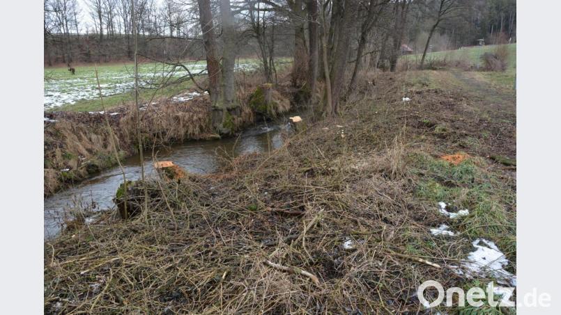 Entlang des Bachlaufs beim Therapiepfad in Maiersreuth haben Bauhofmitarbeiter Bäume und Sträucher gestutzt und abgesägt. Bild: jr