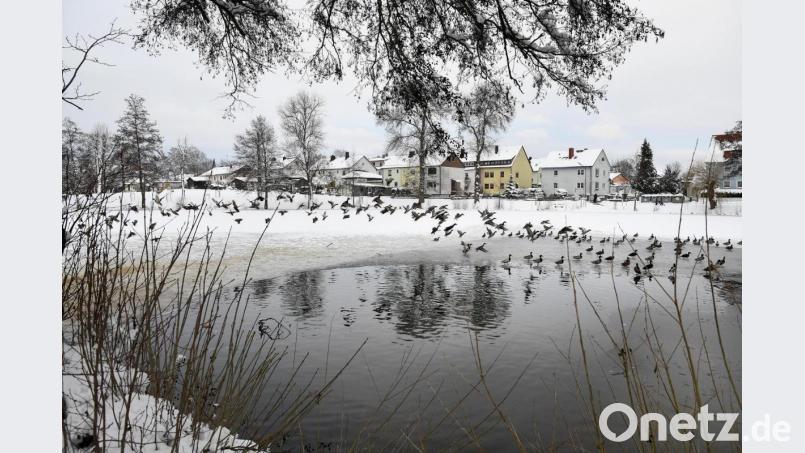 Zurzeit tummeln sich am Auerbacher Großen Stadtweiher vor allem Enten. Aber in einigen Jahren könnte er zum Herzstück einer Landesgartenschau umgestaltet sein. Bild: Petra Hartl