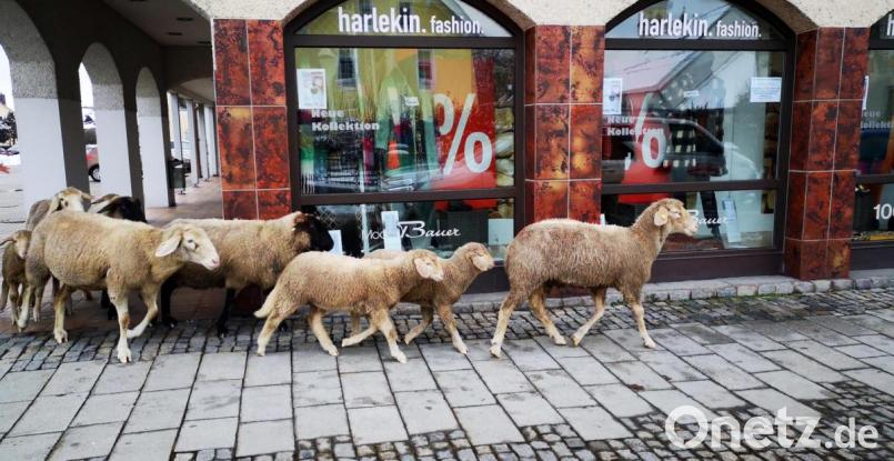 Eine Gruppe von Schafen spazierte Mittwochnachmittag durch die Hauptstraße in Richtung Schloßstraße, von wo sie ihr Schäfer hinunter zum Weg an der Naab führte, damit sich die Ausreißer wieder mit der Herde vereinigen konnten. Bild: td